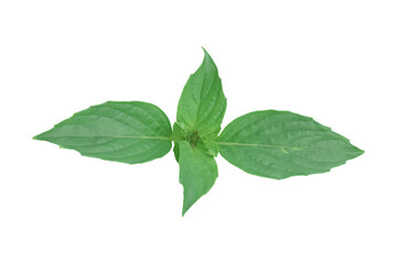Green leaf isolated on white background. Object with clipping path.