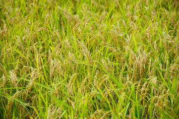 Rice paddy in the rice field. Ohara, Kyoto, Japan.