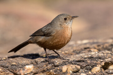 Rock Warbler