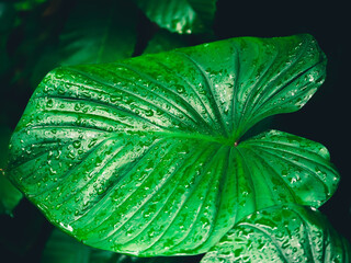 Obraz premium A moist bowl of leaves.