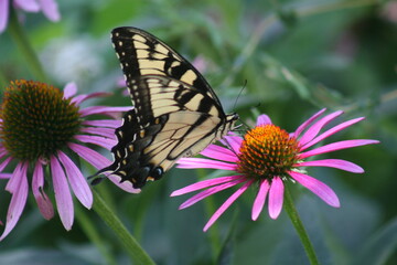 Fototapeta na wymiar Yellow Swallowtail Butterfly 2020 I