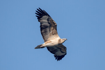 Juvenile White-bellied Sea Eagle in flight