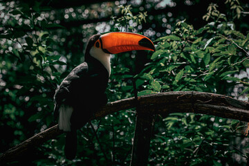Toucan I