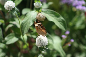 Midwestern Butterfly 2020 I