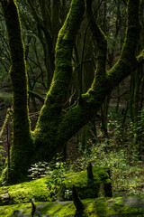 Fototapeta premium The forest Desierto de los Leones is a national park with 1,059 hectares and is a protected natural area as well.