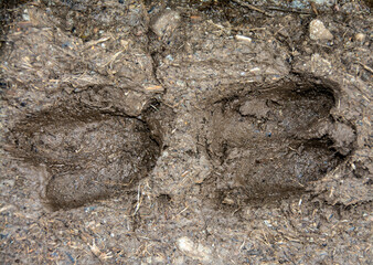 traces of deer in the ground