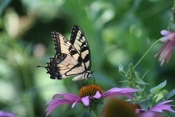 Obraz premium Swallowtail and Coneflower Iris 2020 V