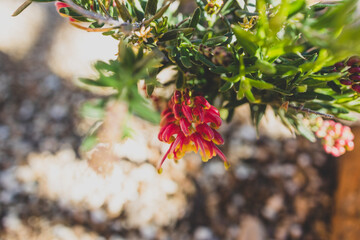 native Australian red grevillea plant outdoor in a sunny backyard