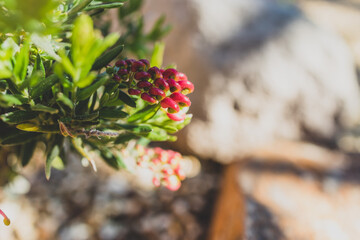 native Australian red grevillea plant outdoor in a sunny backyard