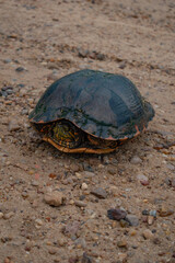 Obraz premium turtle on the sand