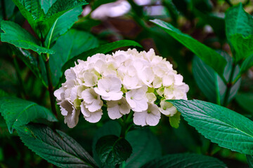 My beautiful flower garden