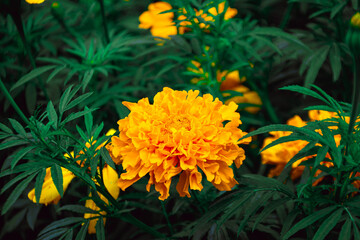 yellow flowers in the garden