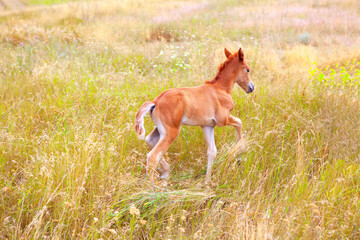Naklejka na ściany i meble Foal runs through the grass . Young horse playing on the pasture
