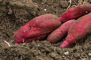 Close-up of the sweet potato in the field.  畑のサツマイモのクローズアップ