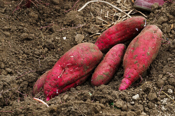 Close-up of the sweet potato in the field.  畑のサツマイモのクローズアップ