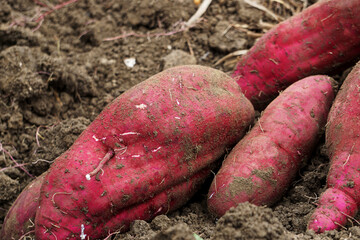 Close-up of the sweet potato in the field.  畑のサツマイモのクローズアップ