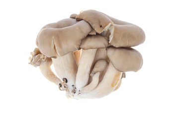 Gray fresh oyster mushrooms isolated on white background.