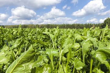 agricultural field where beets are grown