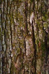 Tree bark background with moss
