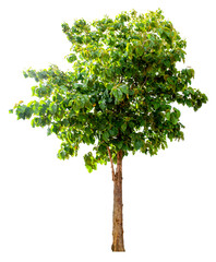 Obraz premium Teak trees on a completely separate white background
