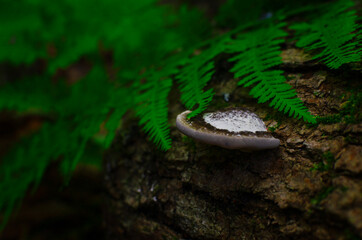 Mushroom in the tree with fern leaves