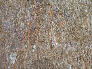 Tree bark made into the background