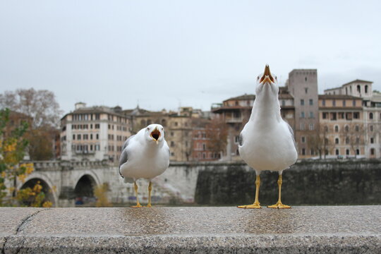 Two seagulls chitter in Rome, Italy