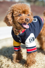 행복한 웃음을 짓고 있는 갈색 푸들 강아지