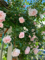 Pink vine roses on a wooden gazebo