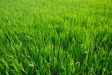 석양에 물들어 가는 순천만과 푸른 목초지