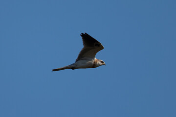 Close-up of a juvenile white-tailed kite flying in the wild, seen in beautiful light in North California 