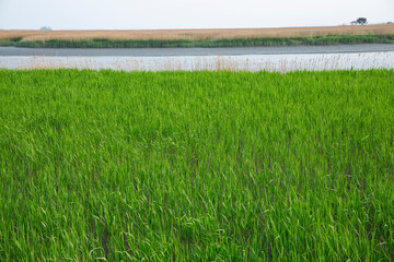 석양에 물들어 가는 순천만과 푸른 목초지