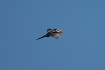 Close-up of a juvenile white-tailed kite flying in the wild, seen in beautiful light in North California 