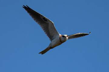 Close-up of a juvenile white-tailed kite flying in the wild, seen in beautiful light in North California 