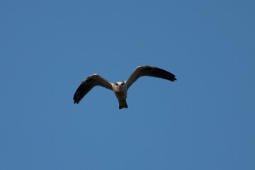 Close-up of a juvenile white-tailed kite flying in the wild, seen in beautiful light in North California 