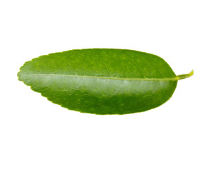 Green leaf collection isolated on white background. Top view of lemon leaf.