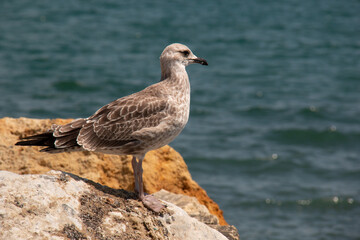 seagull on rock