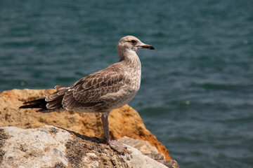 seagull on the rocks