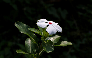 white and red flower