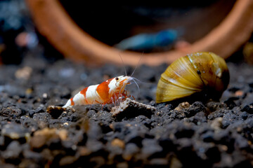 Red bee dwarf shrimp eat food on aquatic soil near little shell in fresh water aquarium tank. Concept of little beautiful animals help relaxation for people.