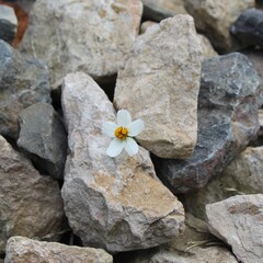 stone and flower
