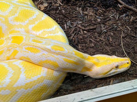 A Yellow Snake Closeup View