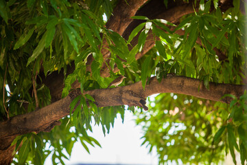 Bird sitting on tree branch in middle of green leaves