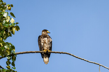 Juvenile bald eagle perched on a cottonwood tree branch against a blue sky
