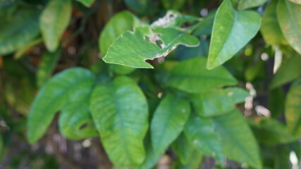 Fototapeta na wymiar Green leaf with eaten away portions