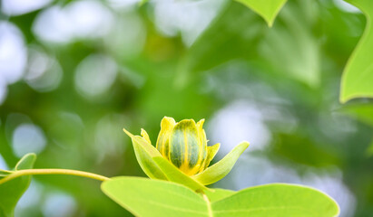 Closeup of Chinese Tulip Tree flower blooming in a garden
