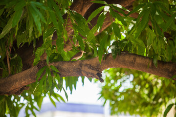Bird sitting on tree branch in middle of green leaves