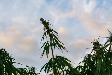 canabis on marijuana field farm sativa weed hemp hash plantation