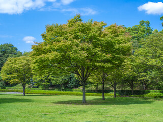 Fototapeta na wymiar 夏の木