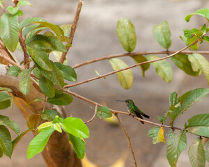 Humming bird sat on branch